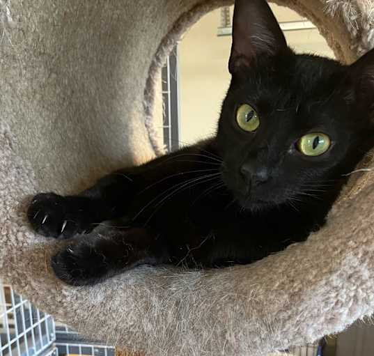 Photo of Ebony