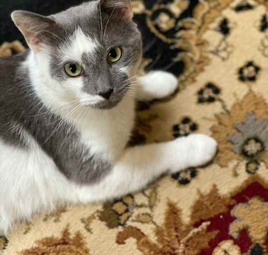 Photo of Grey