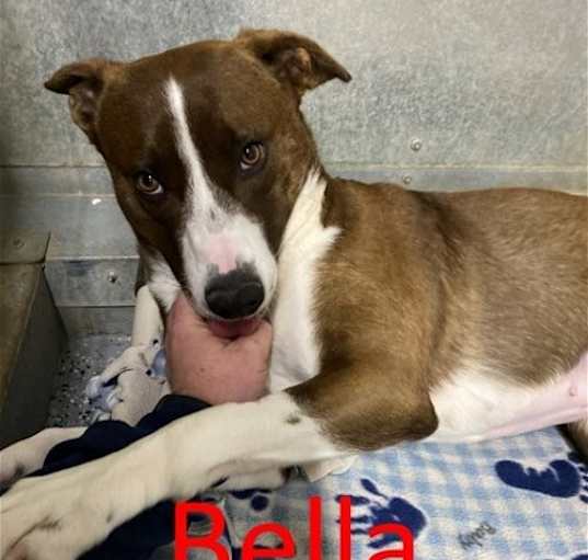 Photo of Bella