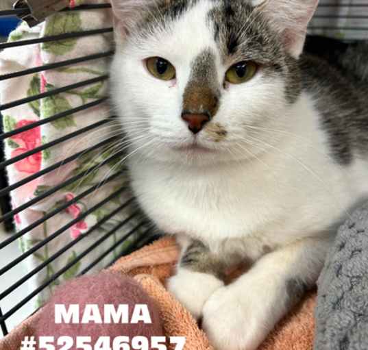 Photo of Mom Cat - # 9