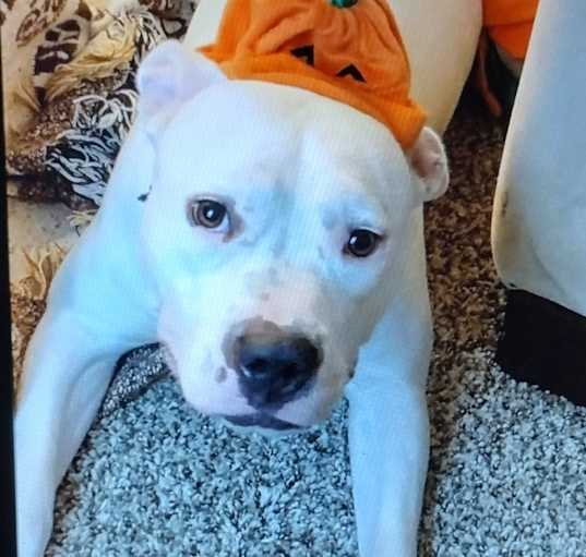 Photo of Aspen