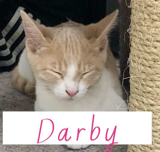 Photo of Darby