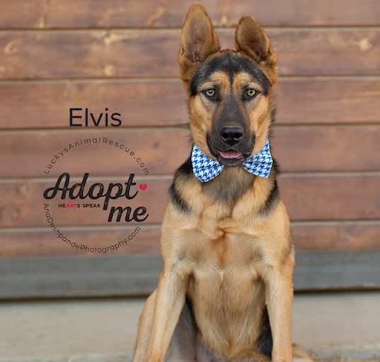 Photo of Elvis
