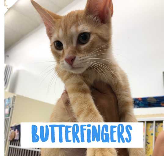 Photo of Butterfingers