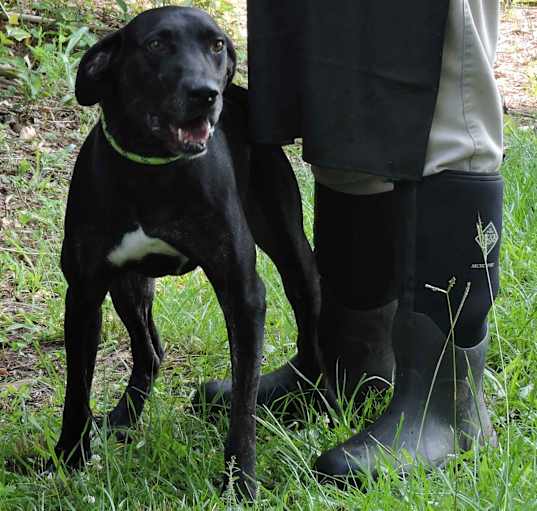 Photo of Douglas