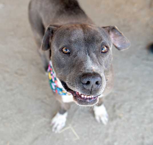 Photo of Hemi