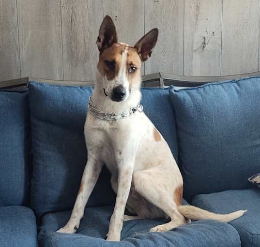 Photo of Rascal