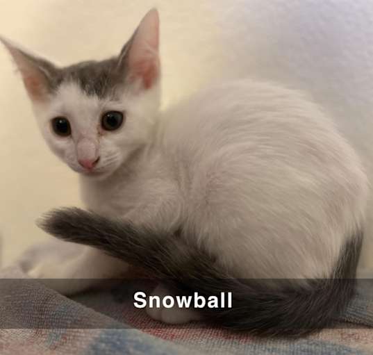 Photo of SnowBall