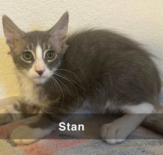 Photo of Stan