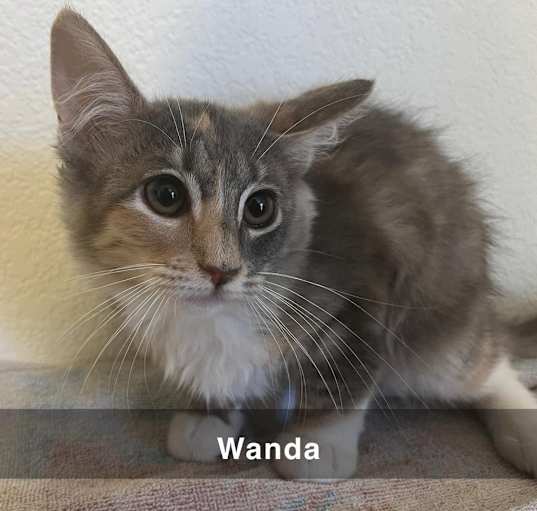 Photo of Wanda