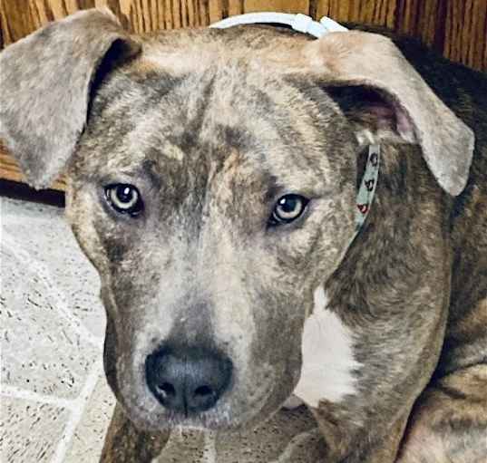 Photo of Lovely Lucy - *SUPER URGT* NEEDS IMMED FOSTER HOME