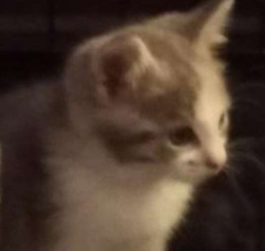 Photo of ZORA