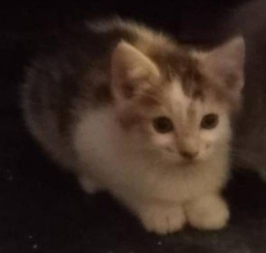 Photo of CORA