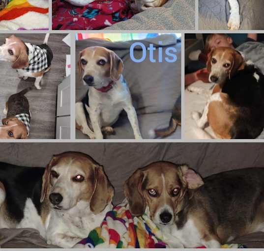 Photo of Otis