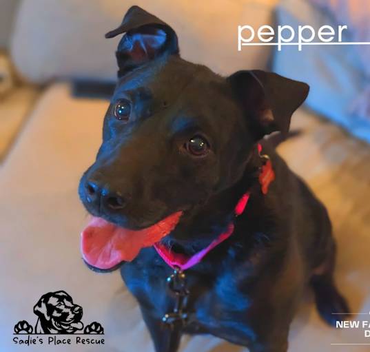 Photo of Pepper