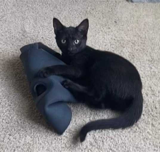 Photo of Comet