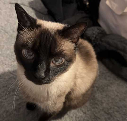 Photo of Priscilla