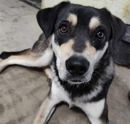 Photo of Ripley