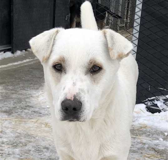 Photo of Igloo