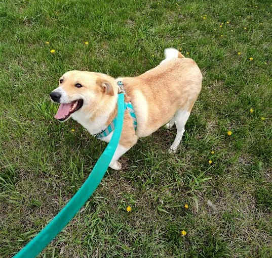 Photo of Peaches