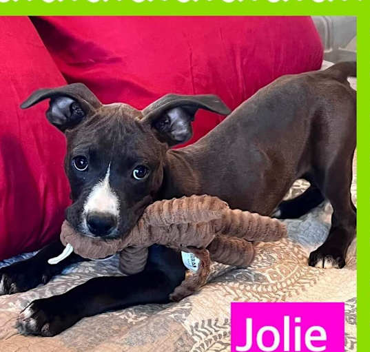 Photo of Jolie