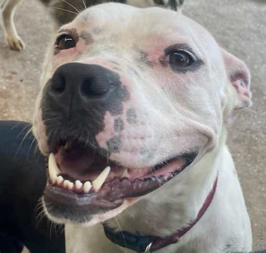 Photo of Daisy