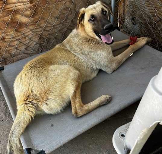 Photo of Corky- ** WONDERFUL PAL!