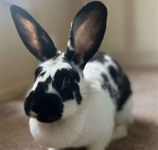 Photo of Lola RABBIT