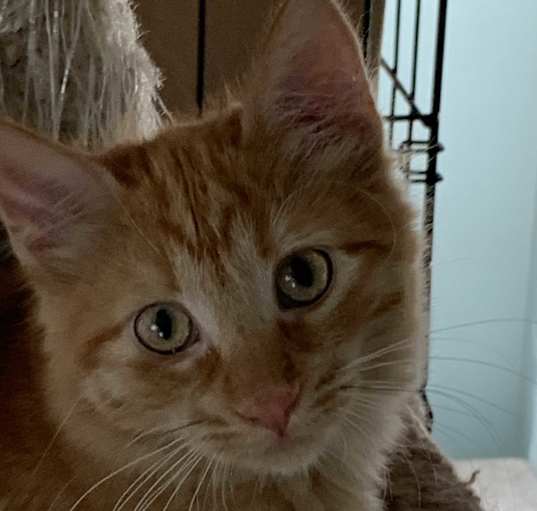 Photo of Dodger