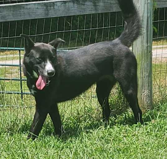 Photo of Scotch