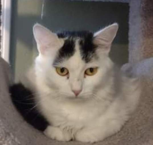 Photo of Olive