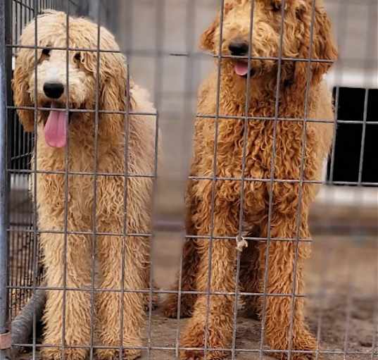 Photo of STANDARD POODLE MALES