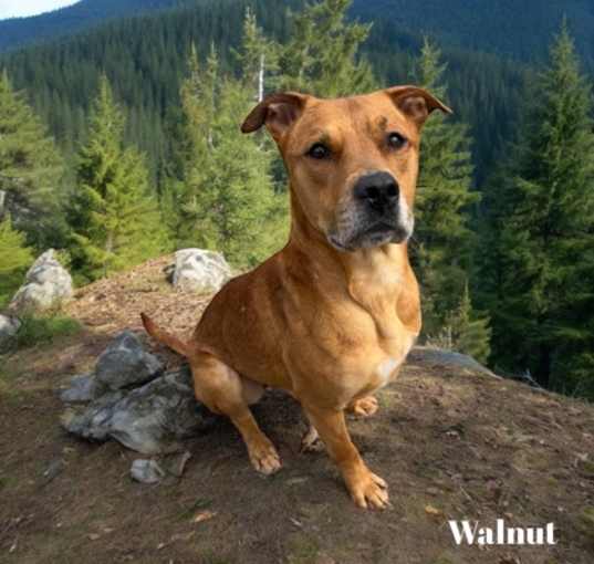 Photo of Walnut