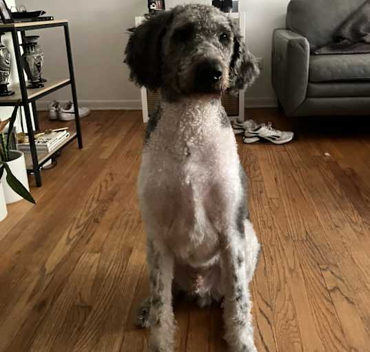Photo of Scooter