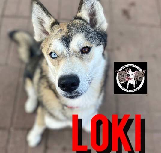 Photo of Loki Orem Your Loyal Best Friend