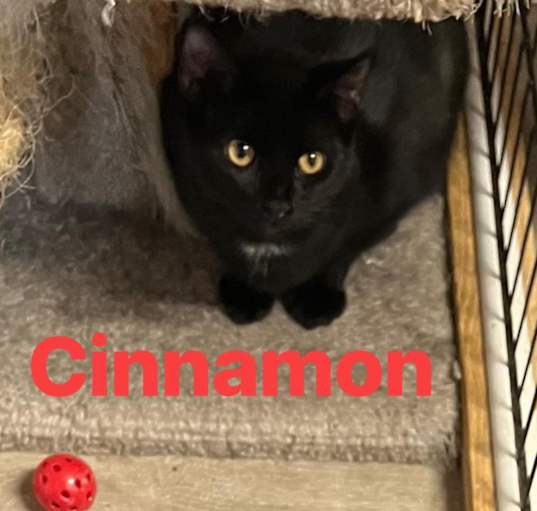 Photo of Cinnamon