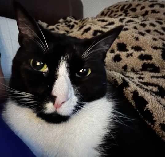 Photo of T’Challa 