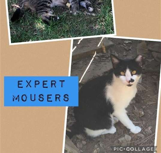 Photo of Expert Mouser