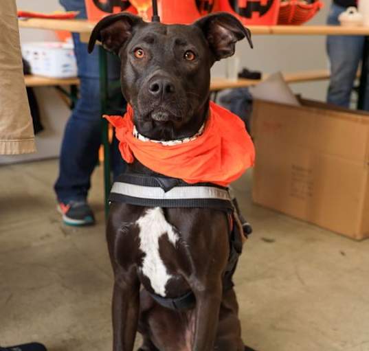 Photo of Brandy