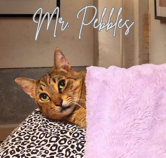 Photo of Mr. Pebbles