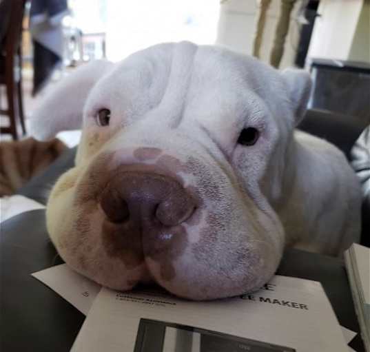 Photo of Finnegan