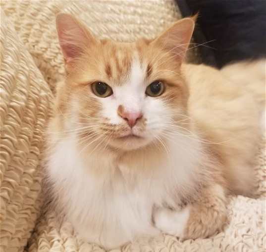 Photo of Simba
