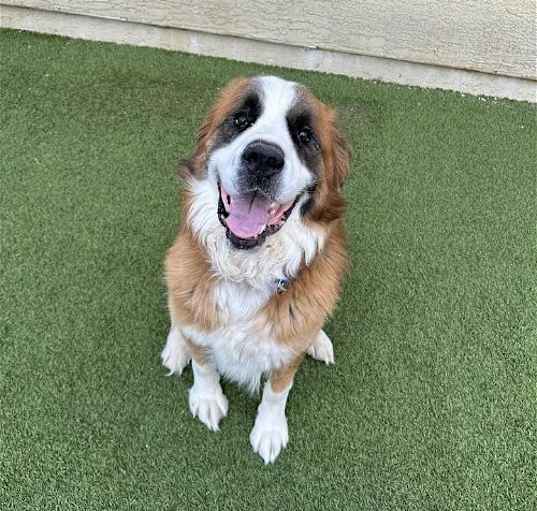 Photo of Samson