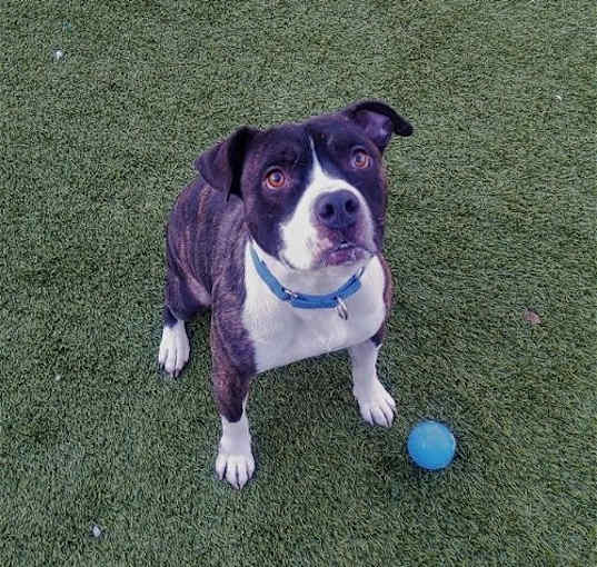 Photo of Watson