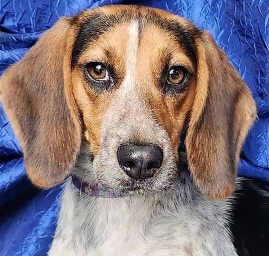 Photo of Jolene Beagle