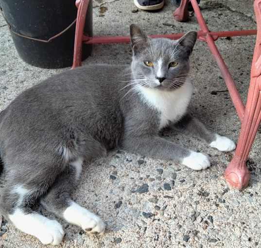 Photo of Grey Boy (Courtesy Post)