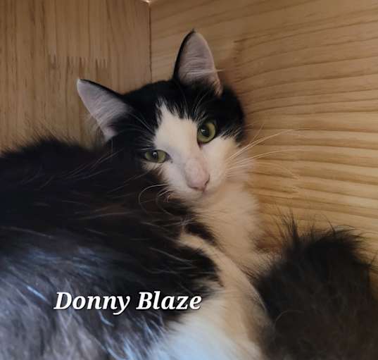 Photo of Donny Blaze