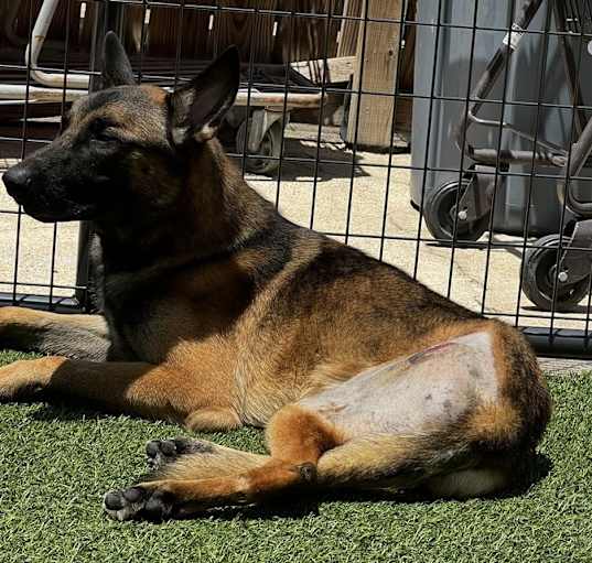 Photo of Trooper - Located in Texas