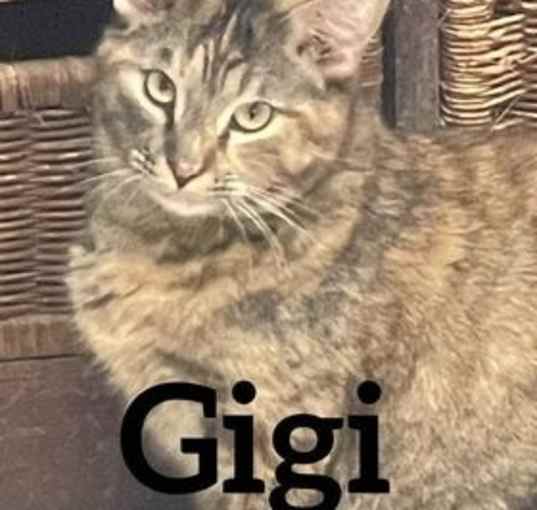 Photo of GiGi