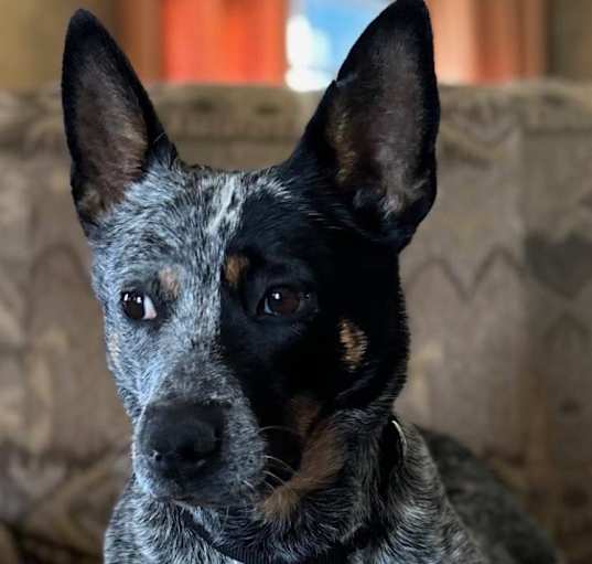 Photo of Bella